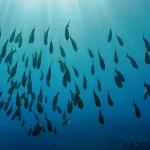 A lot of fish