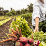 Harvesting fresh vegetables on a farm