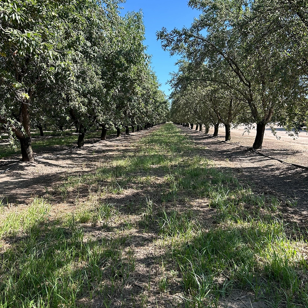 An almond orchard with a cover crop between the rows of trees